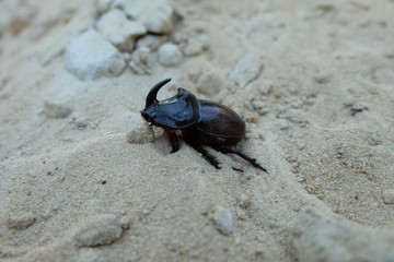 Beetle rhinoceros at the peak of the sand mountain. 