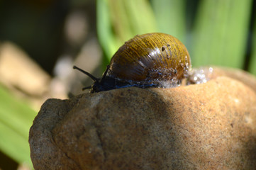 Close-up of a Beautiful Snail on a Stone, Nature, Macro