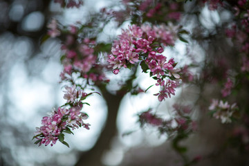 young apple tree in bloom