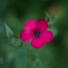 red flax flower