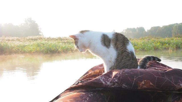 The cat washing on the inflatable boat on the river. A lovely cat in an inflatable kayak rests together with its the owners in the summer on the river. Funny cat traveler. Leisure with pets in the