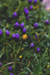 Yellow wildflower bud blooming, purple wildflowers in the background.