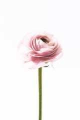Close Up of Single Pink Ranunculus Flower