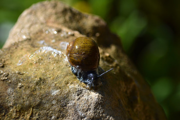 Close-up of a Beautiful Snail on a Stone, Nature, Macro