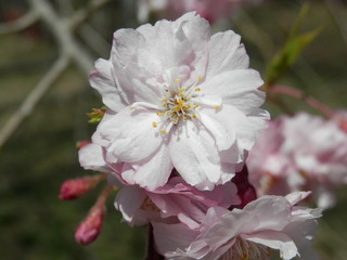 春の風景/八重桜(宮城県)
