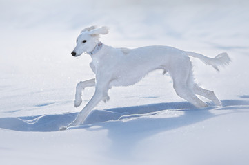 Fototapeta na wymiar Snow dog