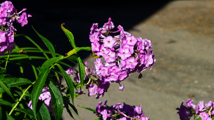 Pink garden Annual phox or Phlox drummondii flowers at flowerbed close-up, selective focus, shallow DOF