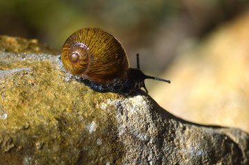 Close-up of a Beautiful Snail on a Stone, Nature, Macro