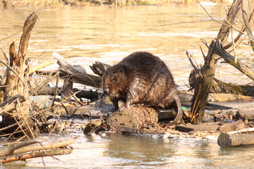 Beaver Builds a dam © Роман Силетских