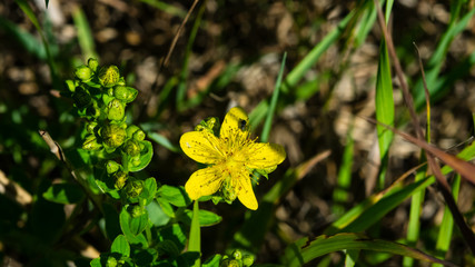 Yellow St. John's Wort or Hypericum perforatum blossom close-up, selective focus, shallow DOF