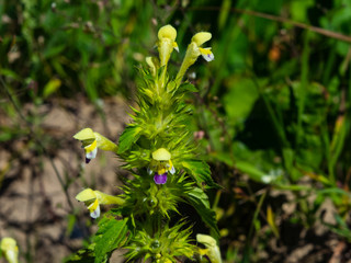Fototapeta na wymiar Large-flowered Hemp-nettle or Edmonton hempnettle, Galeopsis Speciosa, plant with flowers on bokeh background