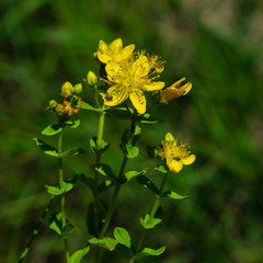 Yellow St. John's Wort or Hypericum perforatum blossom close-up, selective focus, shallow DOF