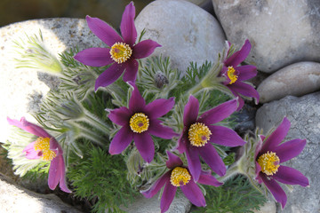 Anemone pulsatilla