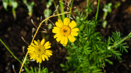 Oxeye chamomile, Golden marguerite or Cota tinctoria flowers macro with bokeh background, selective focus, shallow DOF