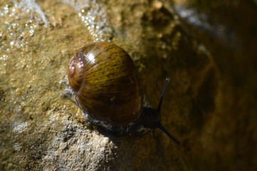 Close-up of a Beautiful Snail on a Stone, Nature, Macro