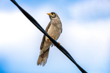 Noisy miner on a wire with a blue sky and white clouds in the background