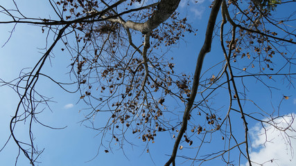 Beautiful trees on sky background.