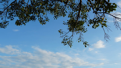 Beautiful trees on sky background.