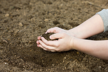 handful of arable soil in the hands of a child