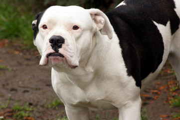 Old englische Bulldogge blickt in die Kamera