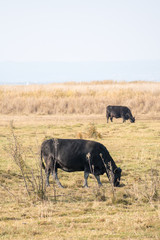 Obraz premium Angus Rinder auf der Weide