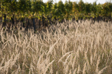 Fototapeta premium Feldgras vor Weinstöcken