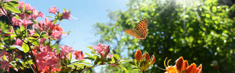 Schmetterling im Frühling © K.-U. Häßler