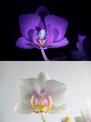 Moth orchid fluorescence in ultraviolet light (365 nm).  Lower image showing same sample in normal daylight.