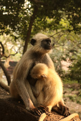 Motherhood