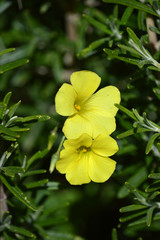 Obraz na płótnie Canvas Close-up of Yellow Common Wood Sorrel Flowers, Oxalis Acetosella