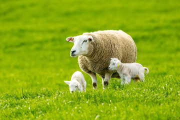 Naklejka na ściany i meble Texel Ewe with newborn twin lambs in lush green meadow in Spring time. Leyburn, Yorkshire, England. Landscape. Horizontal. Space for copy