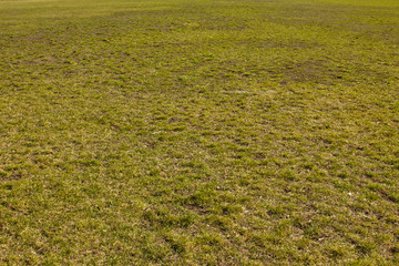 field of green fine grass on the ground. short lawn. background texture closeup