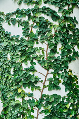 Liana growing on a white wall