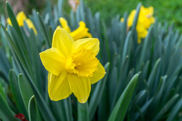 Obraz premium Amazing Yellow Daffodils flower field in the morning sunlight