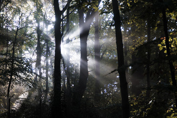 Obraz premium Sonnenstrahlen im Wald