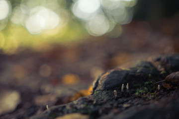 Pilze im Wald