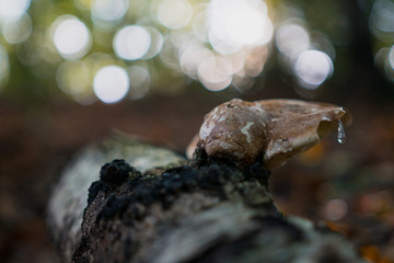Detail vom Pilz im Wald