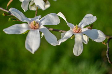 Closeup of white magnolia flower. natural floral spring