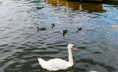 Obraz premium Swan and Coots on Thames Schwan und Blessrallen Themse