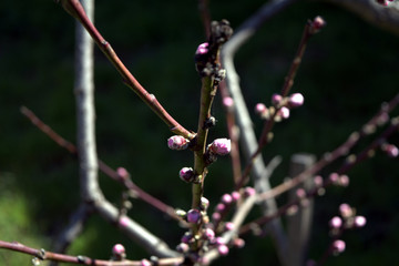 blooming flowers on the branches of fruit trees