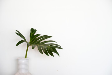 Green leaves of philodendron in a vase with white background.