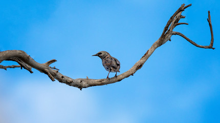 Common starling on a branch with a blue sky and white clouds background