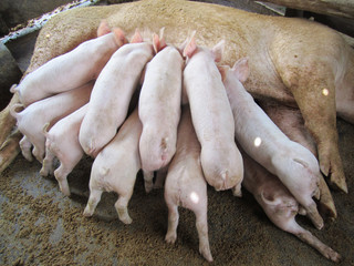 Pig and piglets in pig farm in Thailand.