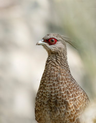 Closeup of Kalij pheasant