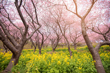 Beautiful Cherry Blossom in Matsuda , Japan