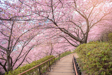 Beautiful Cherry Blossom in Matsuda , Japan