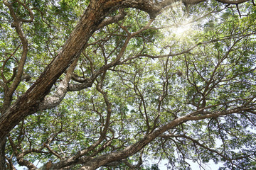 Fototapeta premium Under the big rain tree.