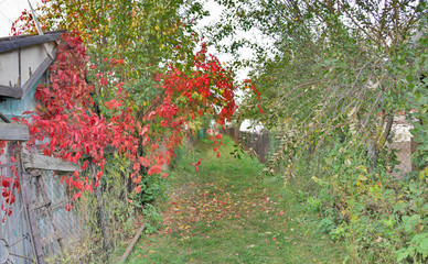 Autumnal scene in the forest