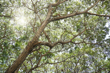 Under the big rain tree.