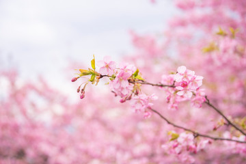 Beautiful Cherry Blossom in Matsuda , Japan